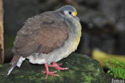 Vogelpark Steinen