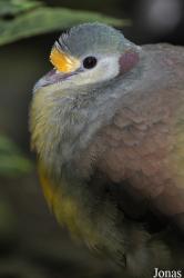 Vogelpark Steinen