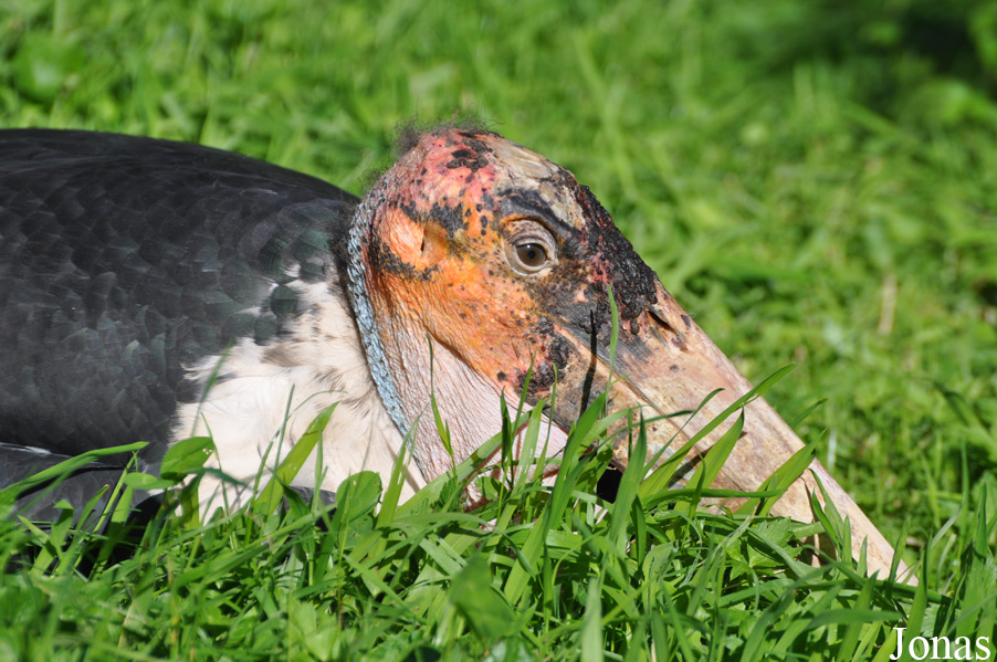 Vogelpark Steinen