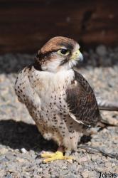 Burren Birds of Prey Centre
