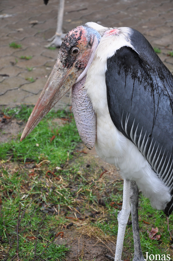 Zoo Neuwied