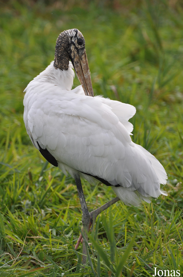 Vogelpark Niendorf
