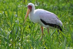 Vogelpark Niendorf