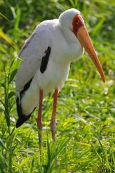 Vogelpark Niendorf
