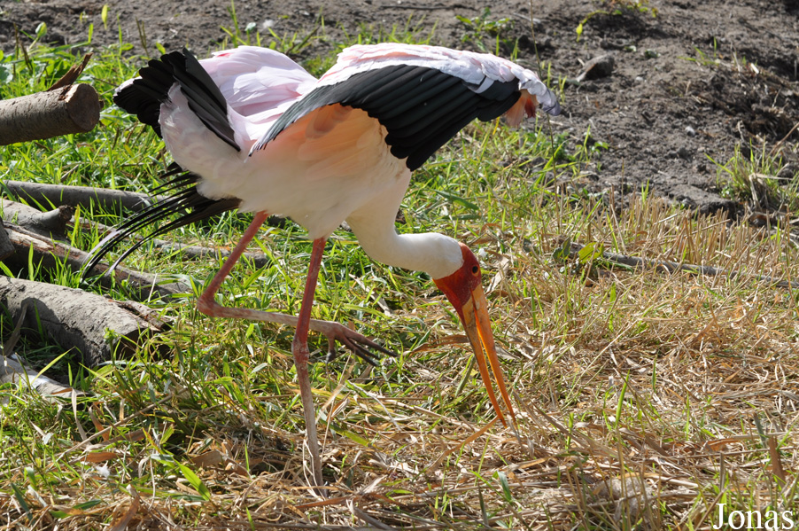 Vogelpark Niendorf