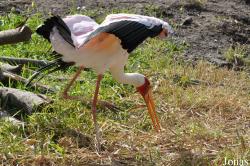 Vogelpark Niendorf