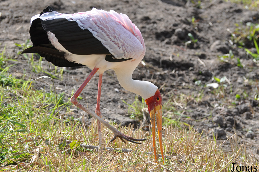 Vogelpark Niendorf