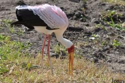 Vogelpark Niendorf