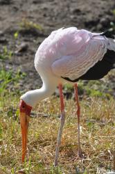 Vogelpark Niendorf