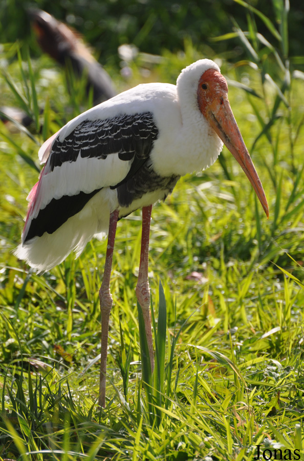 Vogelpark Niendorf