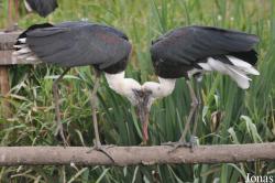 Vogelpark Niendorf