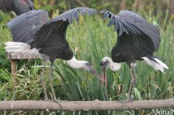 Vogelpark Niendorf