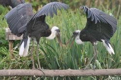 Vogelpark Niendorf