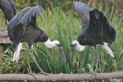 Vogelpark Niendorf