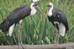 Vogelpark Niendorf