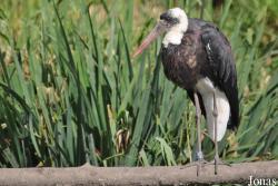 Vogelpark Niendorf