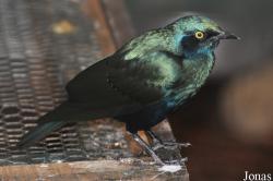 Lamprotornis chloropterus