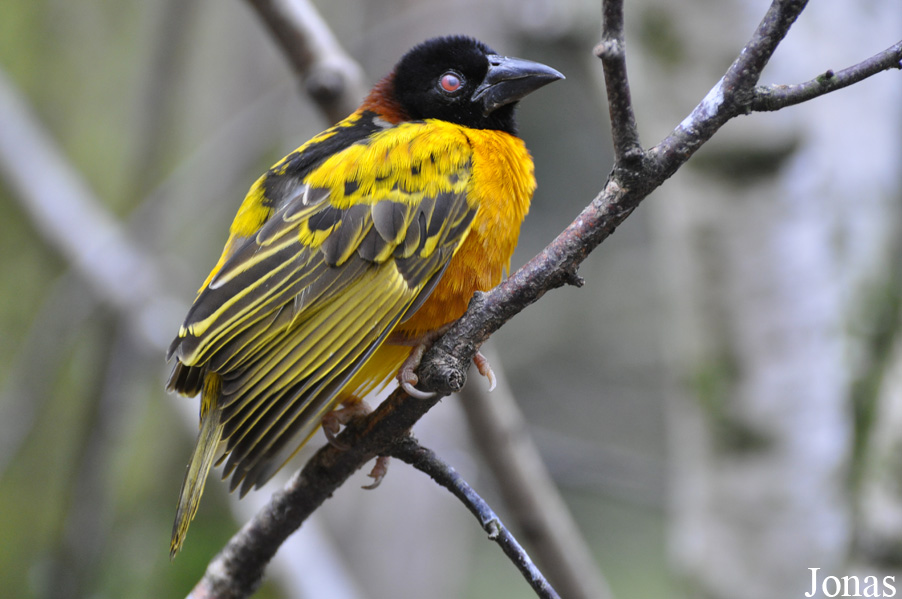NaturZoo Rheine