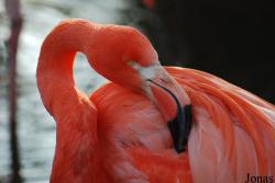 Phoenicopteriformes