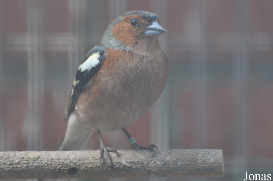 Vogelrevalidatiecentrum Zundert