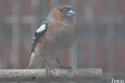 Vogelrevalidatiecentrum Zundert