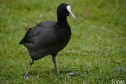 Fulica atra atra