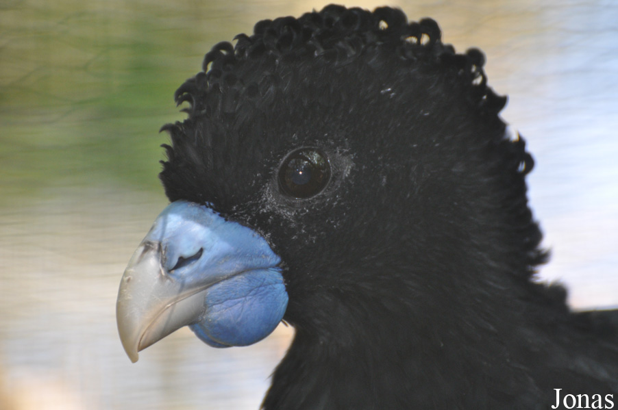 Cracid Breeding and Conservation Centre (CBCC)