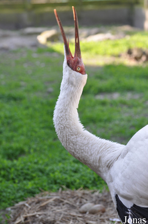 Cracid Breeding and Conservation Centre (CBCC)