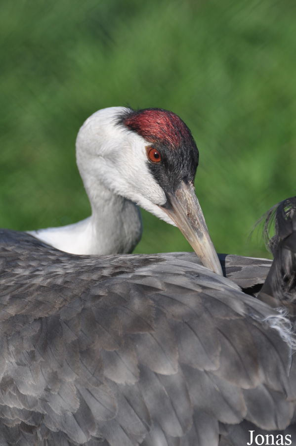 Cracid Breeding and Conservation Centre (CBCC)