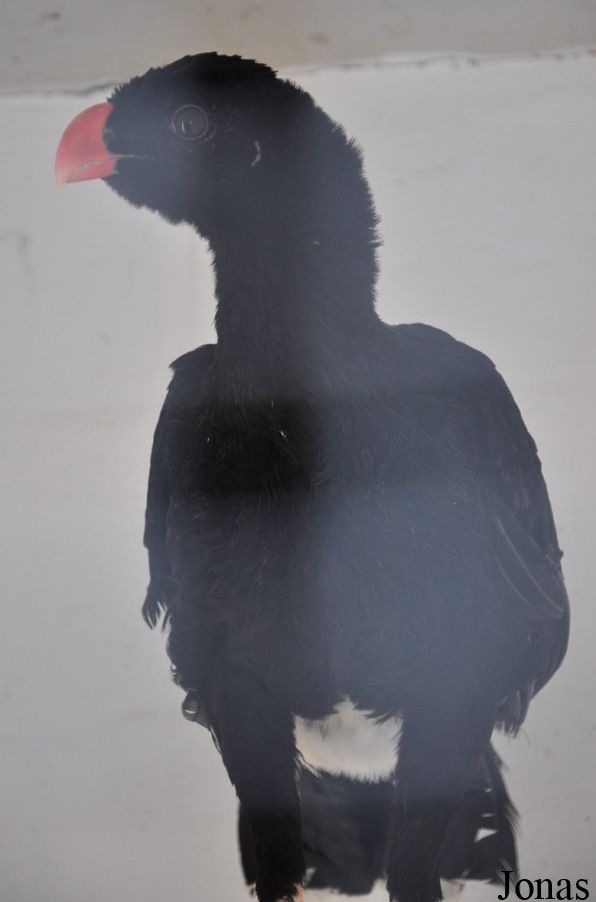 Cracid Breeding and Conservation Centre (CBCC)