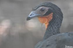 Cracid Breeding and Conservation Centre (CBCC)