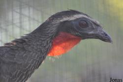 Cracid Breeding and Conservation Centre (CBCC)