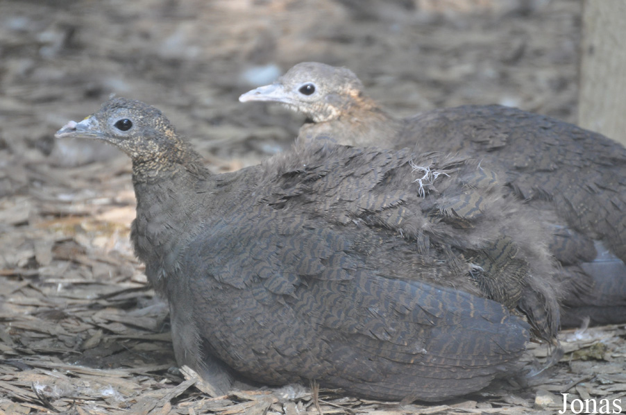 Cracid Breeding and Conservation Centre (CBCC)