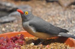 Buphagus erythrorynchus
