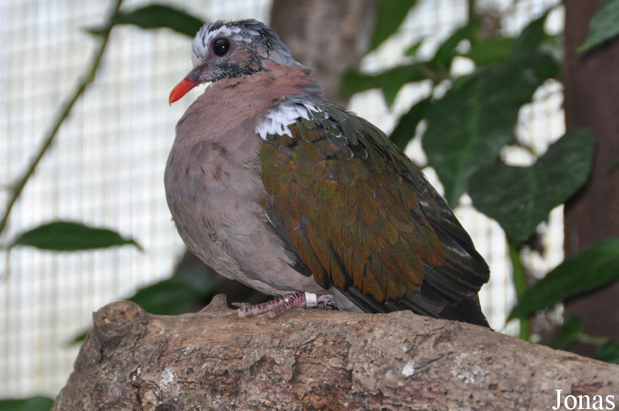 Durrell Wildlife Conservation Trust