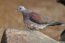 Durrell Wildlife Conservation Trust