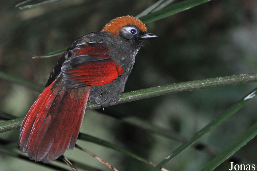 Durrell Wildlife Conservation Trust