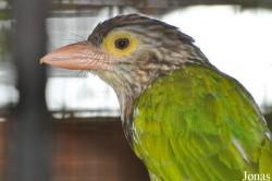 Psilopogon lineatus