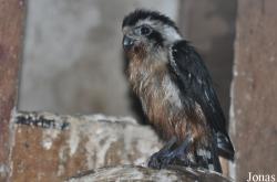 Pata Zoo