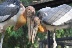 Bangpra Water Bird Breeding Station (P)