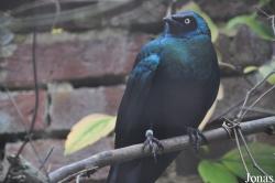 Cotswold Wildlife Park and Gardens