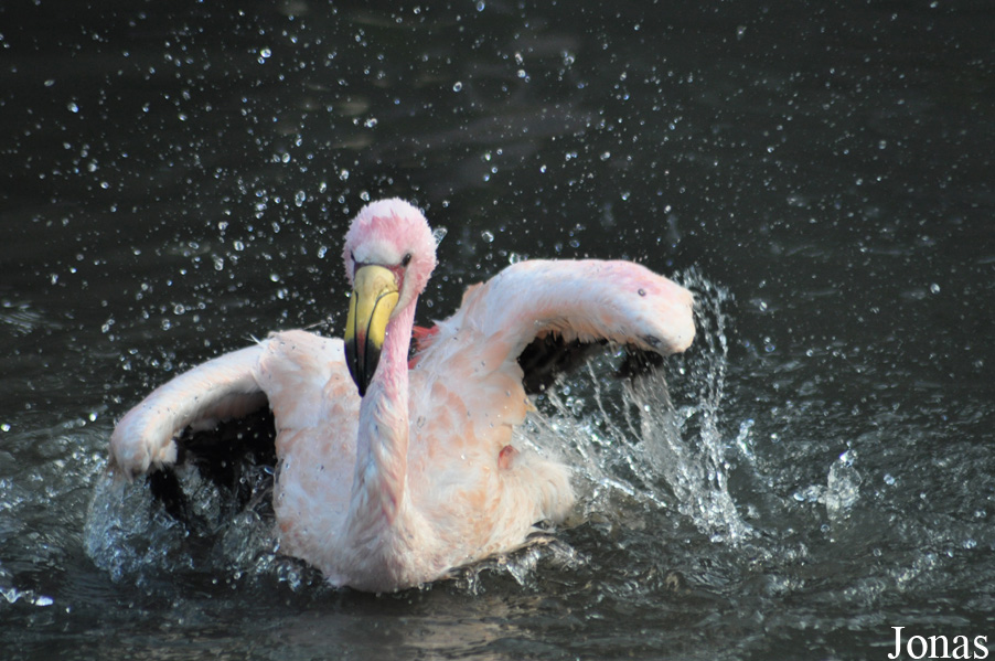 WWT Slimbridge Wetland Centre