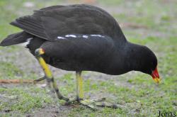 WWT Slimbridge Wetland Centre