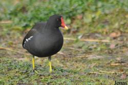 WWT Slimbridge Wetland Centre
