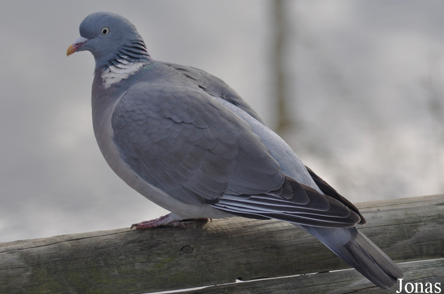 WWT Slimbridge Wetland Centre