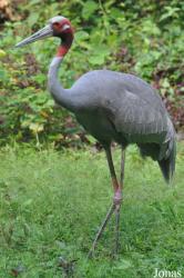 Chiangmai Zoo