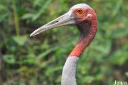 Chiangmai Zoo
