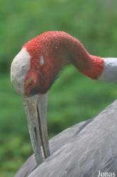 Khao Kheow Open Zoo