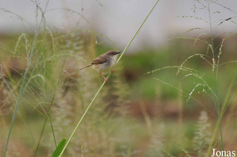 Owabi Wildlife Sanctuary