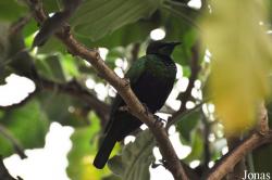 Le Jardin aux Oiseaux/Zoo d'Upie
